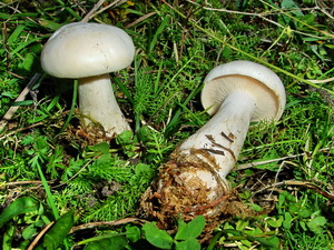 La photo de la semaine